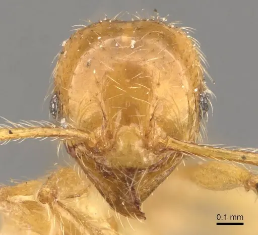 Pheidole sauberi specimen CASENT0907998 image casent0907998_2
