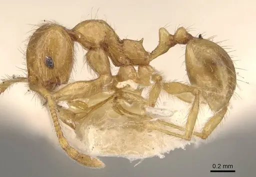 Pheidole sauberi specimen CASENT0907998 image casent0907998_3