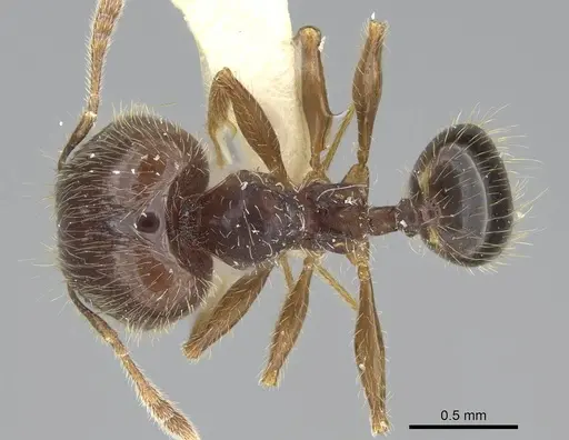Pheidole sauberi specimen CASENT0919936 image casent0919936_1