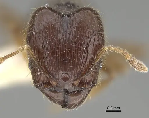 Pheidole sauberi specimen CASENT0919936 image casent0919936_2