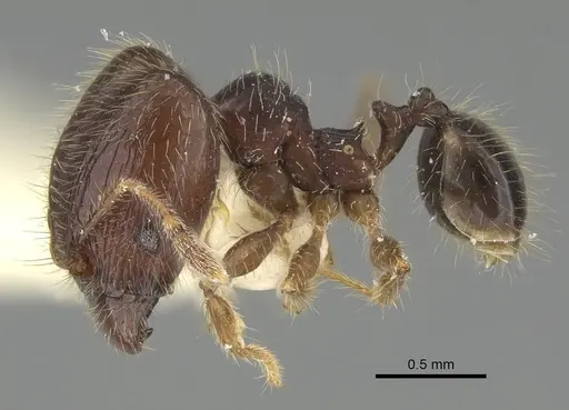 Pheidole sauberi specimen CASENT0919936 image casent0919936_3