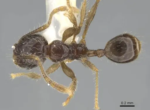 Pheidole sauberi specimen CASENT0919937 image casent0919937_1