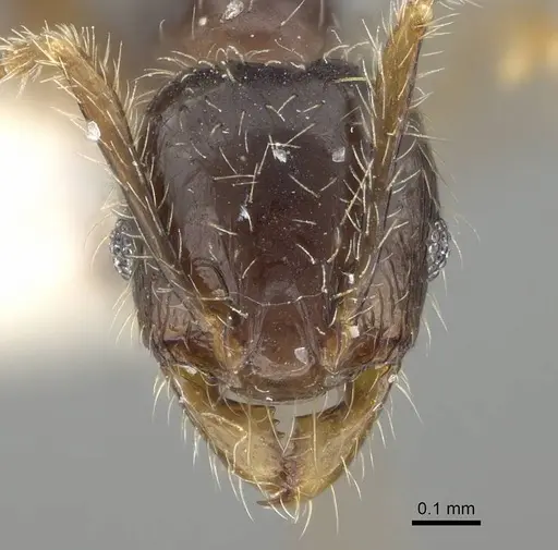 Pheidole sauberi specimen CASENT0919937 image casent0919937_2