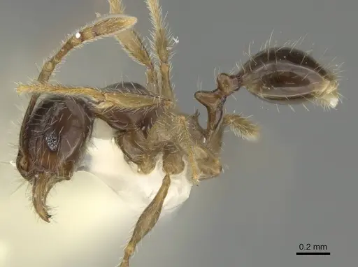 Pheidole sauberi specimen CASENT0919937 image casent0919937_3