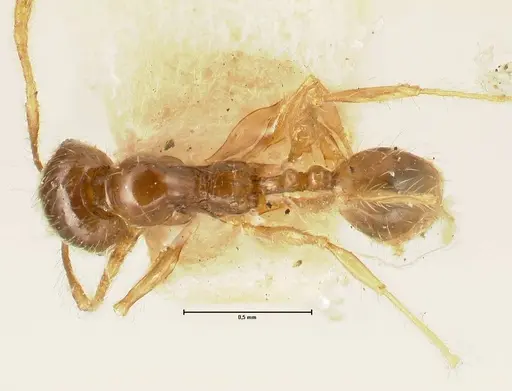 Pheidole sauberi specimen FOCOL1386 image focol1386_1