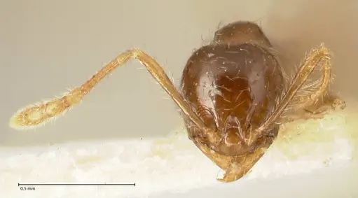 Pheidole sauberi specimen FOCOL1386 image focol1386_2