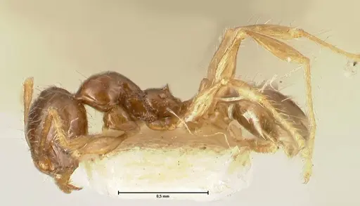 Pheidole sauberi specimen FOCOL1386 image focol1386_3