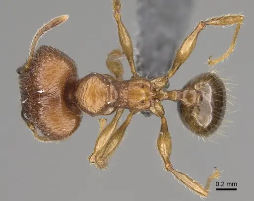 Pheidole sava specimen CASENT0808425 image casent0808425_1
