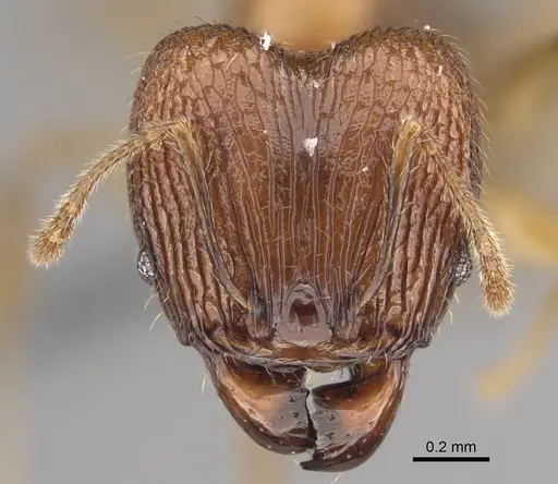 Pheidole sava specimen CASENT0808425 image casent0808425_2