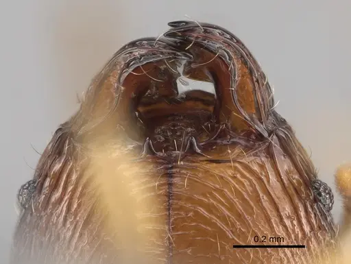 Pheidole sava specimen CASENT0808425 image casent0808425_3