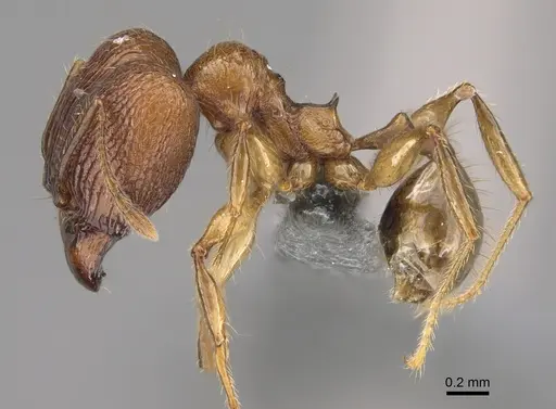 Pheidole sava specimen CASENT0808425 image casent0808425_4