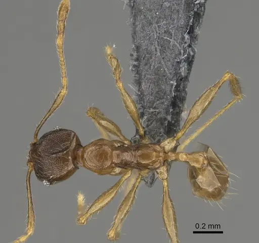 Pheidole sava specimen CASENT0923296 image casent0923296_1
