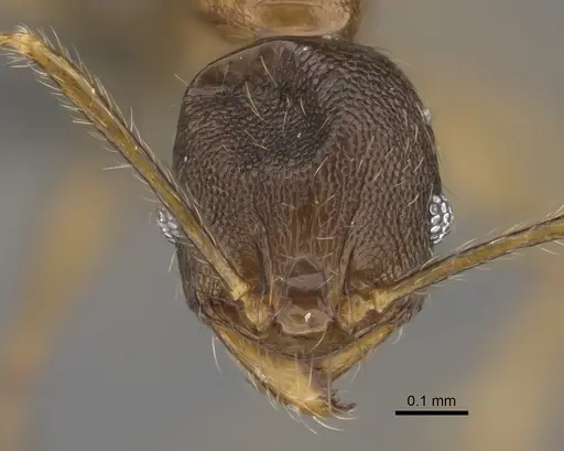 Pheidole sava specimen CASENT0923296 image casent0923296_2