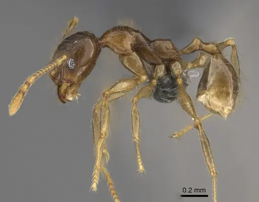 Pheidole sava specimen CASENT0923296 image casent0923296_3