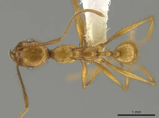 Pheidole savegre specimen CASENT0646331 image casent0646331_1