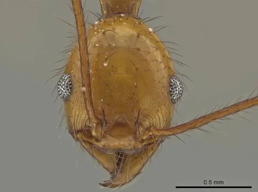 Pheidole savegre specimen CASENT0646331 image casent0646331_2