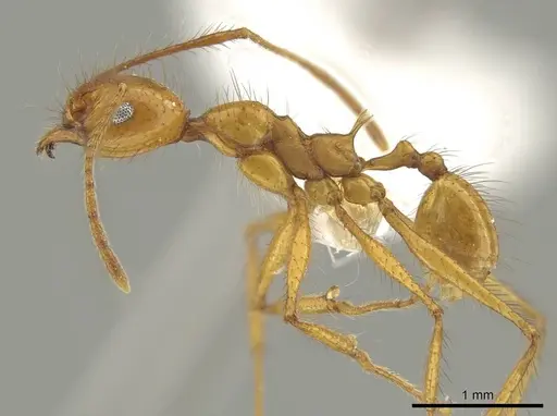 Pheidole savegre specimen CASENT0646331 image casent0646331_3