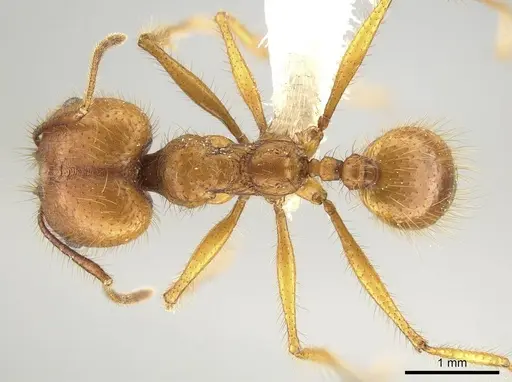 Pheidole savegre specimen CASENT0646332 image casent0646332_1