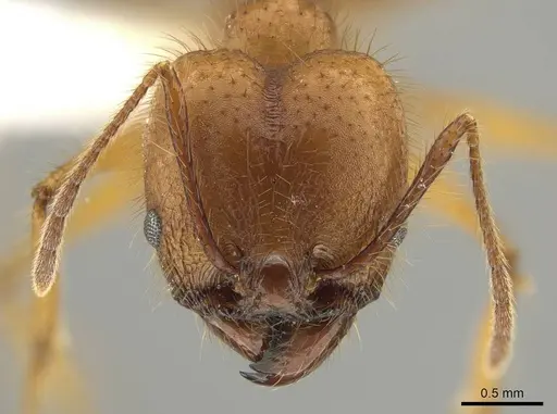 Pheidole savegre specimen CASENT0646332 image casent0646332_2
