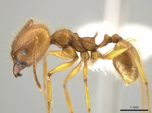 Pheidole savegre specimen CASENT0646332 image casent0646332_3