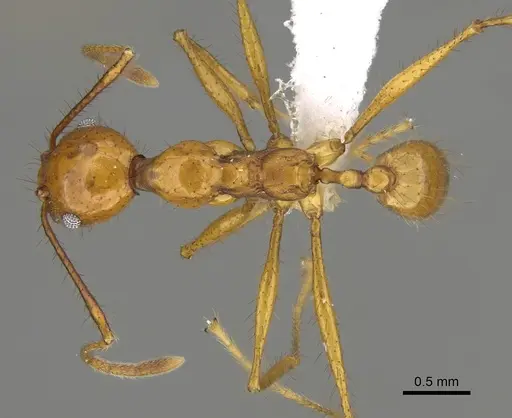 Pheidole savegre specimen CASENT0646336 image casent0646336_1