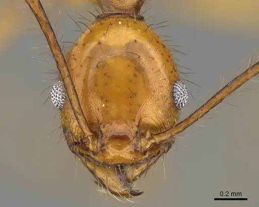 Pheidole savegre specimen CASENT0646336 image casent0646336_2