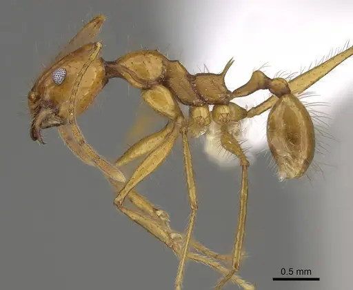 Pheidole savegre specimen CASENT0646336 image casent0646336_3