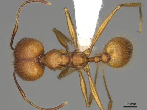 Pheidole savegre specimen CASENT0646339 image casent0646339_1