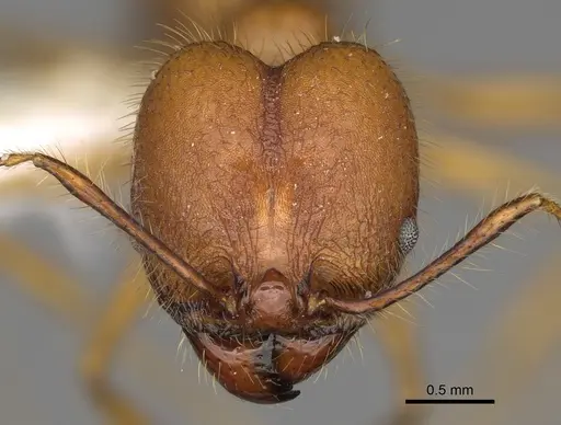 Pheidole savegre specimen CASENT0646339 image casent0646339_2