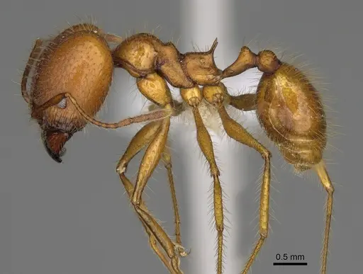 Pheidole savegre specimen CASENT0646339 image casent0646339_3