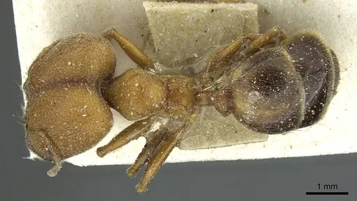Pheidole saxicola specimen CASENT0913430 image casent0913430_1