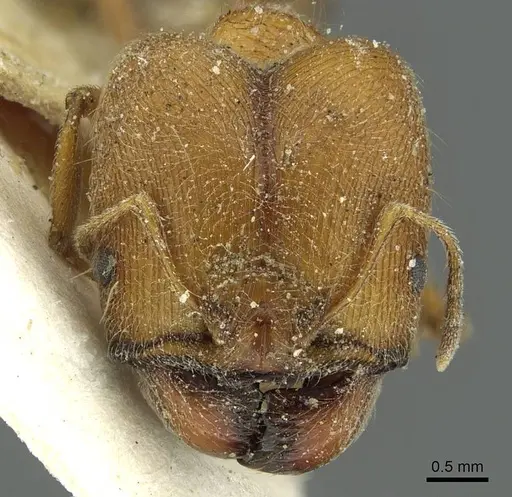 Pheidole saxicola specimen CASENT0913430 image casent0913430_2