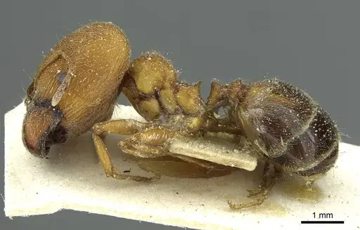 Pheidole saxicola specimen CASENT0913430 image casent0913430_3