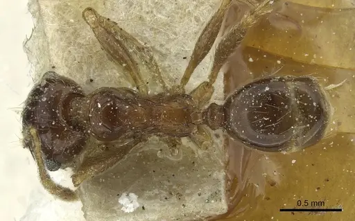 Pheidole saxicola specimen CASENT0913431 image casent0913431_1