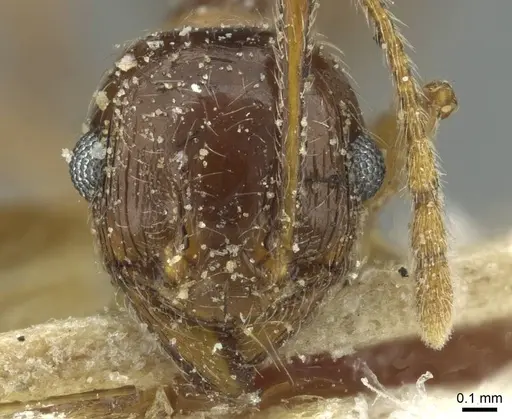 Pheidole saxicola specimen CASENT0913431 image casent0913431_2