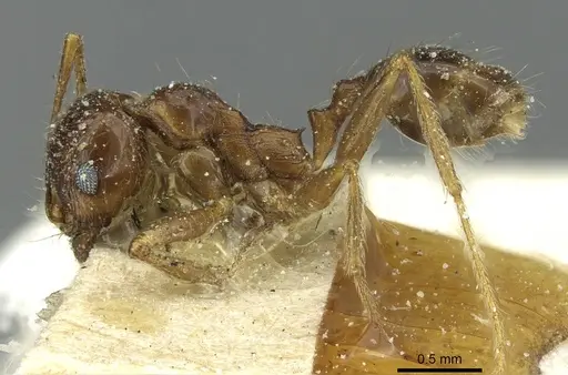 Pheidole saxicola specimen CASENT0913431 image casent0913431_3