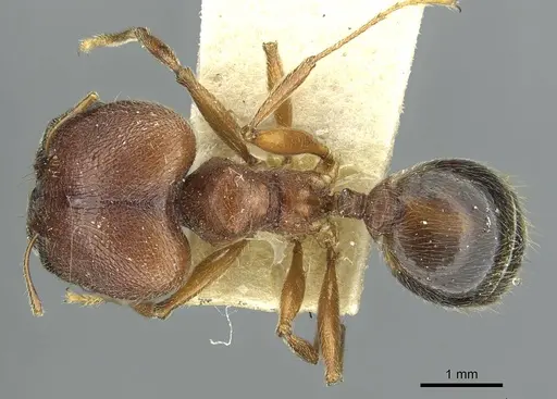 Pheidole saxicola specimen RMCAENT000017750 image rmcaent000017750_1