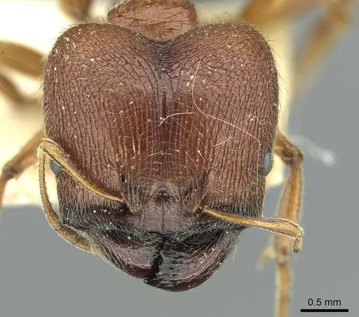 Pheidole saxicola specimen RMCAENT000017750 image rmcaent000017750_2