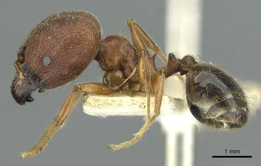 Pheidole saxicola specimen RMCAENT000017750 image rmcaent000017750_3