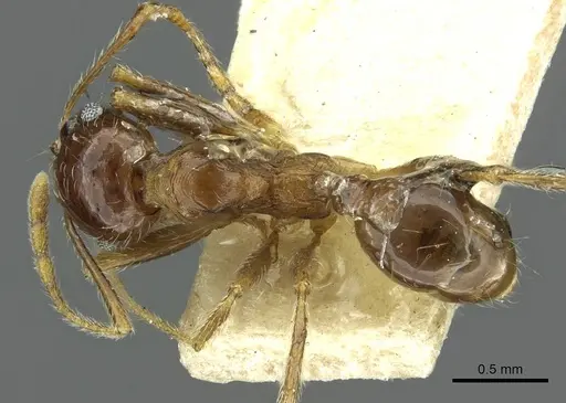Pheidole saxicola specimen RMCAENT000017751 image rmcaent000017751_1