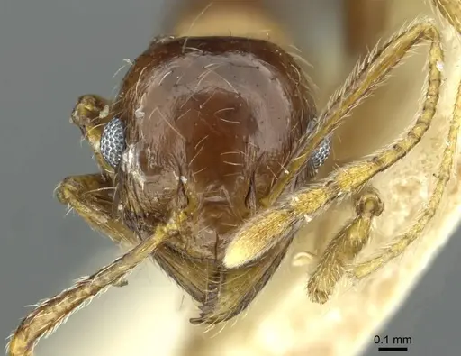 Pheidole saxicola specimen RMCAENT000017751 image rmcaent000017751_2