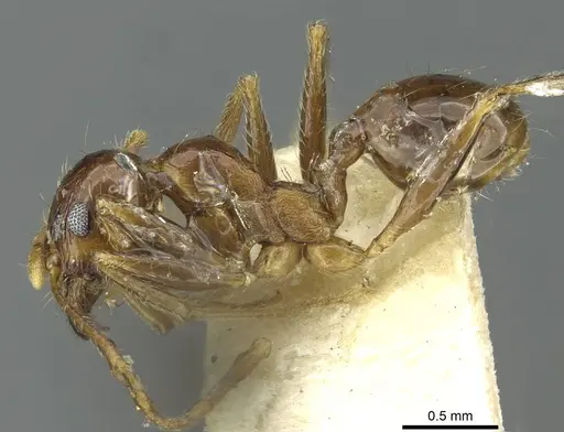 Pheidole saxicola specimen RMCAENT000017751 image rmcaent000017751_3
