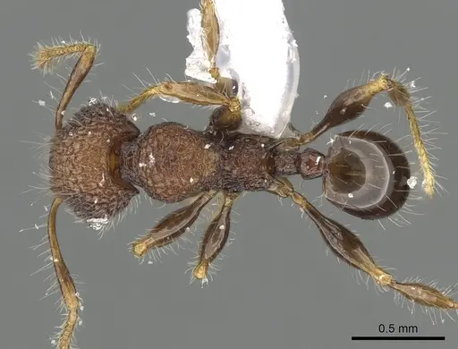 Pheidole sayapensis specimen CASENT0901654 image casent0901654_1