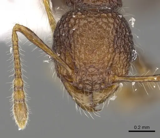 Pheidole sayapensis specimen CASENT0901654 image casent0901654_2