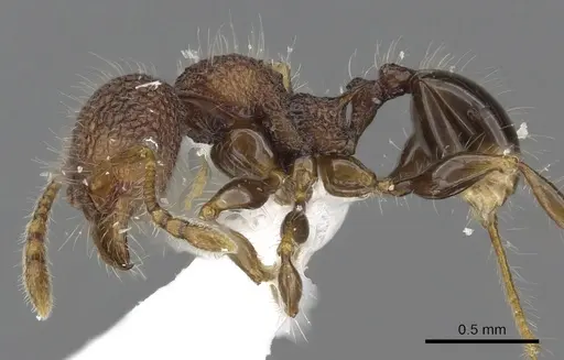 Pheidole sayapensis specimen CASENT0901654 image casent0901654_3