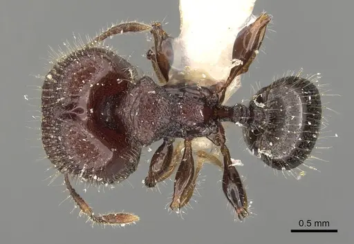 Pheidole sayapensis specimen CASENT0901655 image casent0901655_1