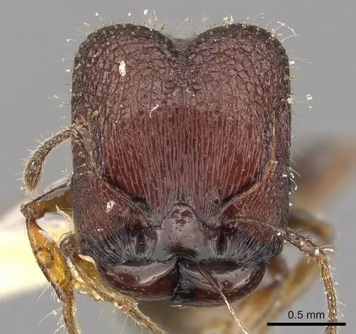 Pheidole sayapensis specimen CASENT0901655 image casent0901655_2