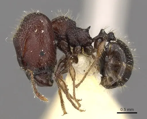 Pheidole sayapensis specimen CASENT0901655 image casent0901655_3