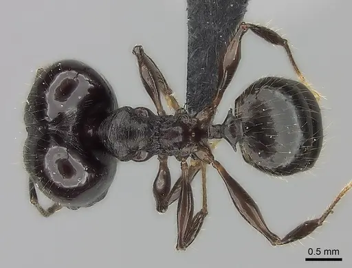 Pheidole scabrata specimen CASENT0043383 image casent0043383_1
