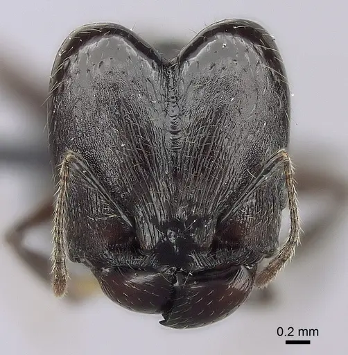 Pheidole scabrata specimen CASENT0043383 image casent0043383_2
